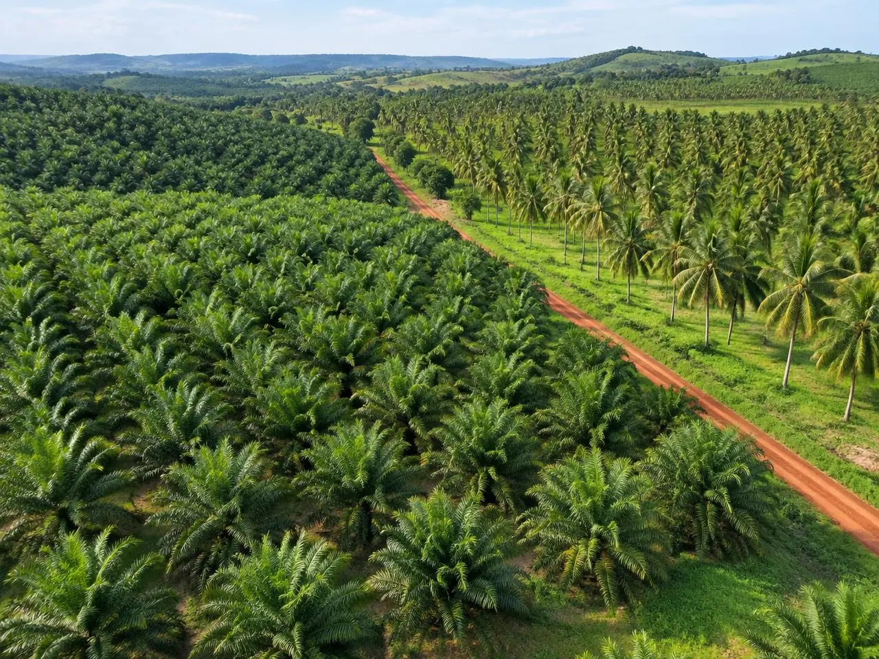 Oil palm plantation inspiration